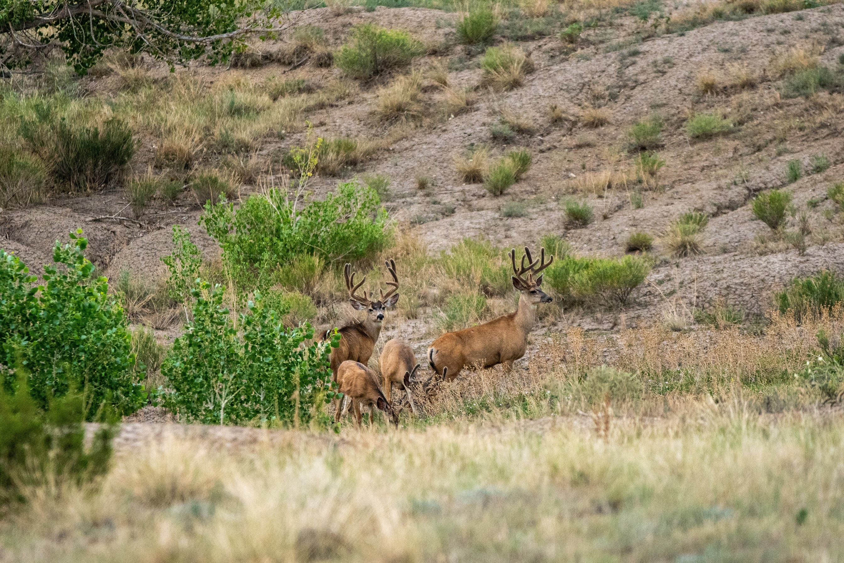 Buffalo Creek Ranch
